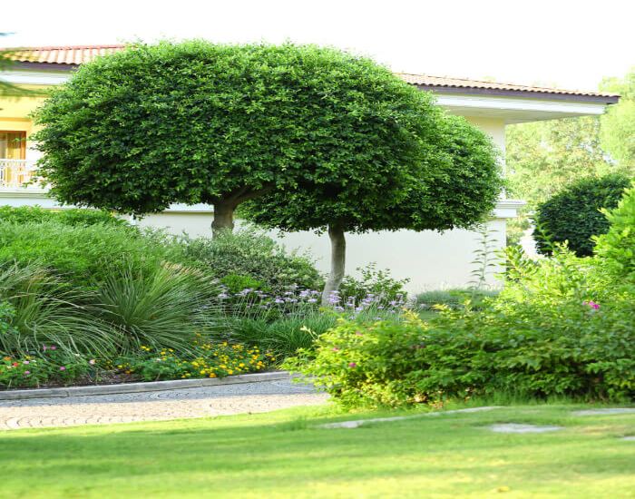 Landscape & Hardscape Contractor In Los Angeles